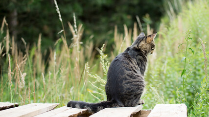 kot siedzący na drewnianej palecie, w tle trawy i drzewa
