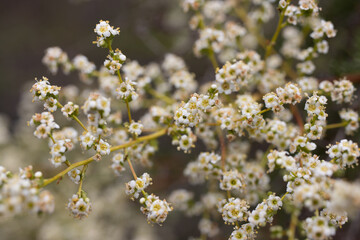 Blooming white terminal indeterminate panicle inflorescences of Resinbrush, Adenostoma...