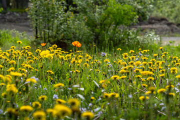 Bright yellow wild flowers, daisies, daisy, poppy, poppies seen in the summer time in northern Canada. Great desktop, background image. 