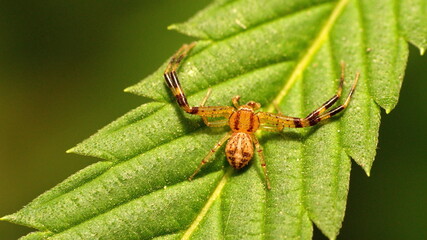 Newly hatched crab spider on a leaf in Cotacachi, Ecuador