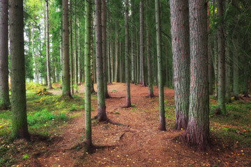 Obraz premium A dense forest with long tree trunks and a road. Karelian beautiful landscapes.