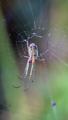 Orchard spider in a web in Cotacachi, Ecuador