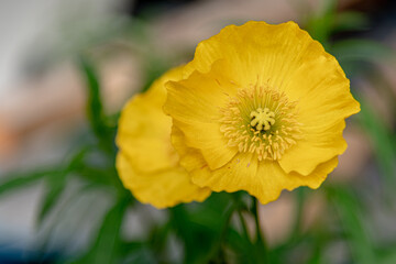 Close up, macro shot of a stunning, bright yellow poppy flowers seen in wild, natural environment. Papaver cambricum. 