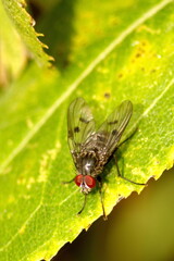 Fly on a leaf in Cotacachi, Ecuador