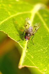 Fly on a leaf in Cotacachi, Ecuador