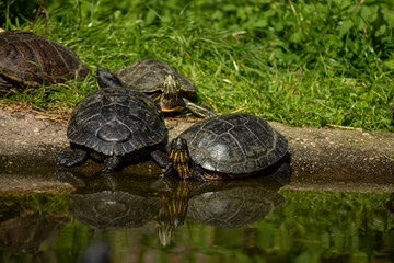 turtle on the grass