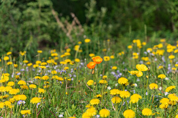 Obraz premium A field of wild flowers seen in an open, outdoor area during summer with yellow, orange and purple flora. 