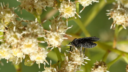 Flying insect on a cluster of white flowers in Cotacachi, Ecuador