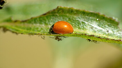 Lady bug without spots on a leaf in Cotacachi, Ecuador