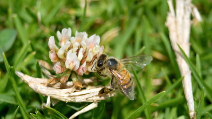Honey bee on a white clover flower in Cotacachi, Ecuador