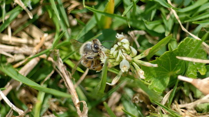 Honey bee on a white clover flower in Cotacachi, Ecuador