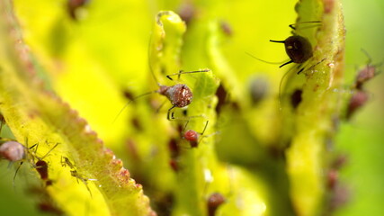 Aphids on a sick plant in Cotacachi, Ecuador