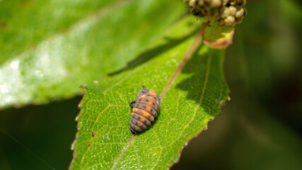 Insect larvae on a leaf in Cotacachi, Ecuador