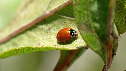 Naklejka premium Lady bug on a leaf in Cotacachi, Ecuador