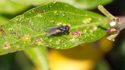 Fly on a diseased leaf in Cotacachi, Ecuador