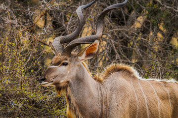 Kudu walking through the dry vegetation of a South African safari © Felipe