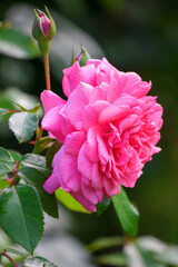 Różowa róża rosnąca w ogrodzie - kwiat w zbliżeniu