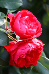 Czerwona róże odmiany "Florentina" rosnące w ogrodzie © Monika