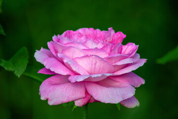 Delikatna, różowa róża na zielonym, rozmytym tle