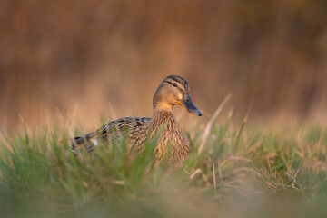Mallard in the meadow. Wild duck during spring reproduction. European wildlife. Birds watching in Czech republic. 