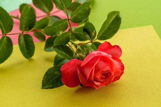 Red rose Flower on pastel paper color background.