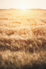 Golden colored sunset agricultural field