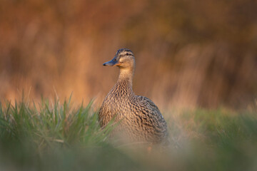 Mallard in the meadow. Wild duck during spring reproduction. European wildlife. Birds watching in Czech republic. 