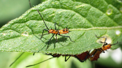 Fototapeta premium Leaf-footed bug nymph on a leaf in Cotacachi, Ecuador