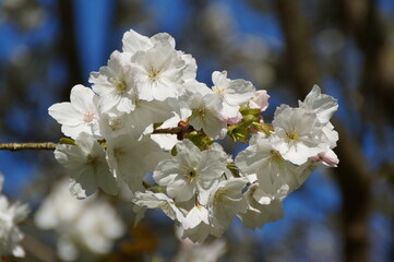 lush apple tree blossom on a sunny spring day