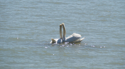 a couple of beautiful hugging swans in love on lake Constance on island Mainau in Germany	
