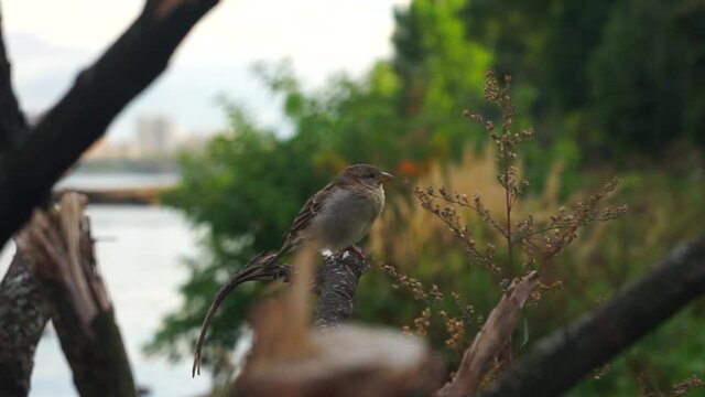 little bird sparrow sits on a branch and flies away