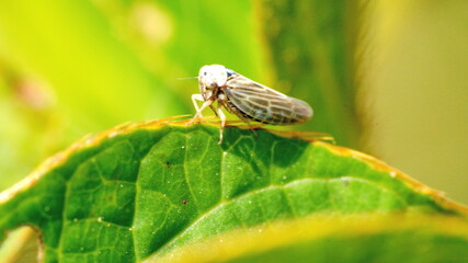 Leafhopper on the edge of a leaf in Cotacachi, Ecuador