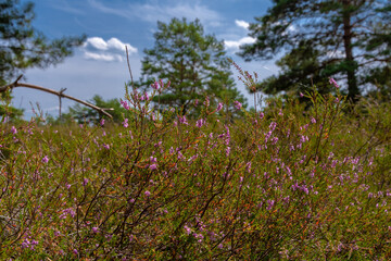 Heide Landschaft in Brandenburg Deutschland Reicherskreuzer Heide