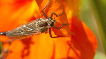 Robber fly on an orange flower in Cotacachi, Ecuador