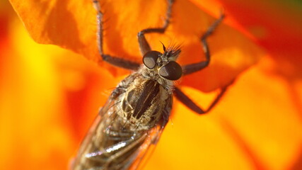 Robber fly on an orange flower in Cotacachi, Ecuador