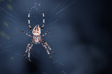 Spider weaves a web. Abstract blue background. Halloween concept.
