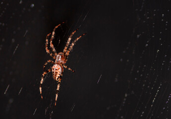 The spider weaves a web. Abstract dark background, macro. Halloween concept.