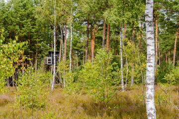 Obraz premium Heide Landschaft in Brandenburg Deutschland Reicherskreuzer Heide