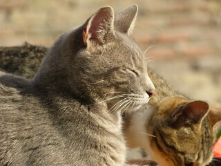 Side Profile of  a Cat