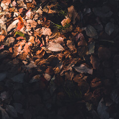 Falling leaves.