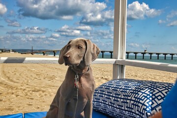 Dog on the beach bench