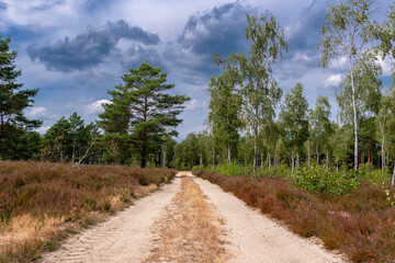 Heide Landschaft in Brandenburg Deutschland Reicherskreuzer Heide