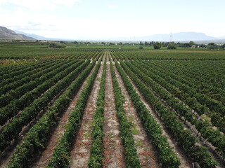 Cafayate area winw
eyard