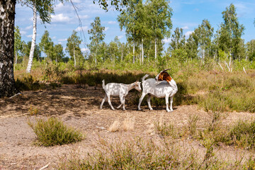 Heide Landschaft in Brandenburg Deutschland Reicherskreuzer Heide