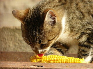 Cat Licking Corncob