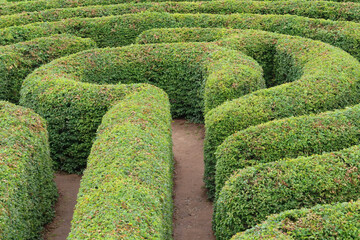 Labyrinth hedge garden. Green maze. 
