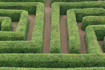 Labyrinth hedge garden. Green maze. 