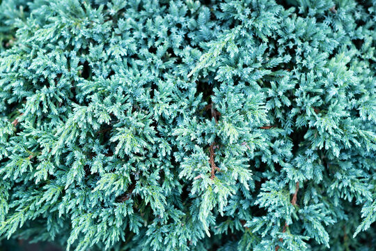 Texture of juniperus squamata blue star. Blue carpet juniper plant or Himalayan juniper. Christmas background. Selective focus 