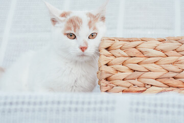 Partially blurred muzzle of white and ginger cat next to wicker basket on white background,...