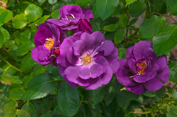 Four beautiful purple roses close-up on a background of green leaves on a sunny day in a flower garden